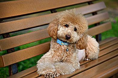 《夺宝奇兵：古老之圈》过场动画长达4小时 工作室史上之最